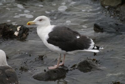 DSC05804 grote mantelmeeuw (Larus marinus, Greater Black-backed Gull).JPG