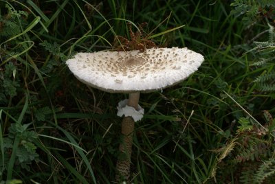 DSC04754 grote parasolzwam (Macrolepiota procera, synoniem Lepiota procera,	Parasol Mushroom).JPG