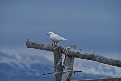 2 934F ivoormeeuw (Pagophila eburnea, Ivory Gull).jpg