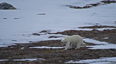 2 430F ijsbeer (Ursus maritimus, Polar bear).jpg