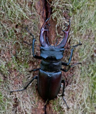 300_5429 vliegend hert (Lucanus cervus, Stag beetle).jpg