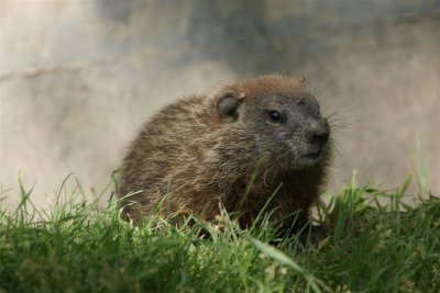 DSC00752 marmot (Marmota monax, woodchuck or groundhog).JPG