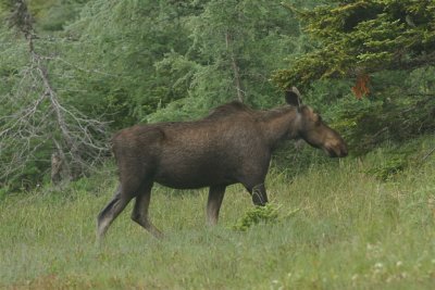 DSC06041 eland (Alces alces, Moose).JPG
