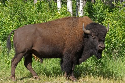 DSC09507F Amerikaanse bizon (Bison bison, American bison).jpg