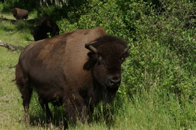 DSC09517 Amerikaanse bizon (Bison bison, American bison).JPG
