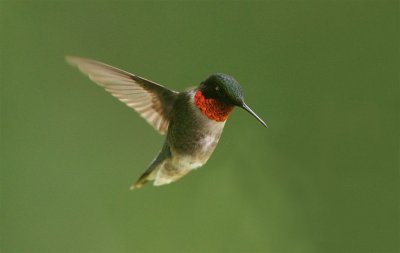 DSC09629F robijnkeelkolibrie (Archilochus colubris, ruby-throated hummingbird).jpg