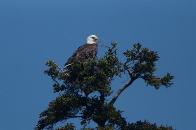 DSC06430F Amerikaanse zeearend (Haliaeetus leucocephalus, Bald Eagle).jpg