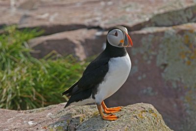 DSC05199F papegaaiduiker (Fratercula arctica, Atlantic puffin).jpg