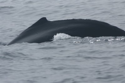 DSC06729 bultrug (Megaptera novaeangliae, Humpback whale).JPG