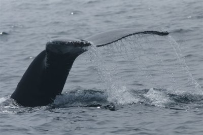 DSC06736 F bultrug (Megaptera novaeangliae, Humpback whale).jpg