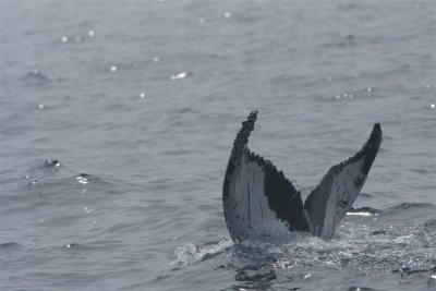 DSC06741 bultrug (Megaptera novaeangliae, Humpback whale).JPG