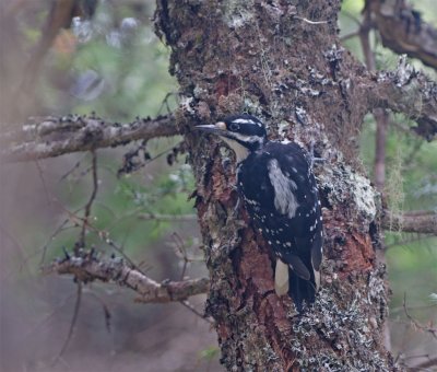 DSC07179F Amerikaanse Drieteenspecht (Picoides dorsalis, American  three-toed woodpecker).jpg