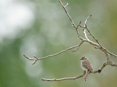 DSC09785F musgors (Spizella passerina, Chipping sparrow).jpg