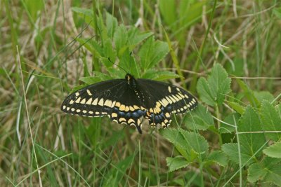 DSC06640F Short-tailed Swallowtail (Papilio brevicauda, Short-tailed swallowtail).jpg