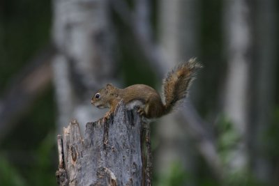 DSC09076 Amerikaanse rode eekhoorn (Tamiasciurus hudsonicus, American red squirrel).JPG