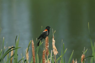 DSC08519 epauletspreeuw (Agelaius phoeniceus, Red-winged blackbird).JPG