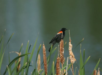 DSC08523F epauletspreeuw (Agelaius phoeniceus, Red-winged blackbird).jpg