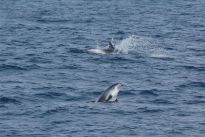 DSC04987F witsnuitdolfijn (Lagenorhynchus albirostris, White-beaked-dolphin).jpg