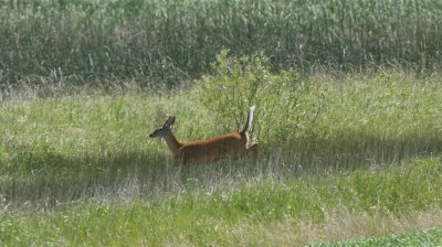 DSC00543F wit-staart hert  (Odocoileus virginianus,  White-tailed deer).jpg