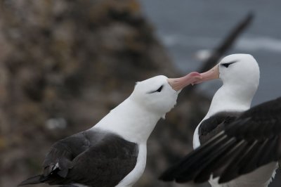 300_7083F wenkbrauwalbatros (Thalassarche melanophris,Black-browed albatross).jpg