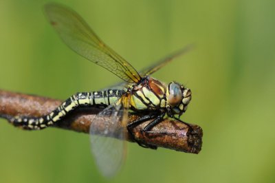 300_1862 glassnijder (Brachytron pratense, Hairy Dragonfly).JPG