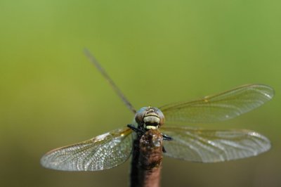 300_1759 glassnijder (Brachytron pratense, Hairy Dragonfly).JPG