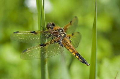 700_5075 viervlek (Libellula quadrimaculata, Four spotted chaser).jpg