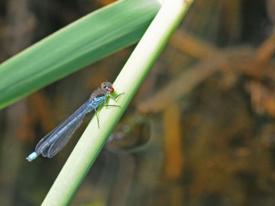 300_1911F grote roodoogjuffer (Erythromma najas).jpg