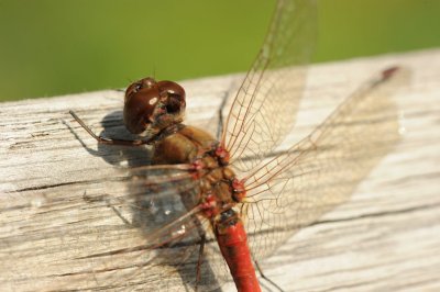 700_0197 steenrode heidelibel (Sympetrum vulgatum, Vagrant Dart).JPG