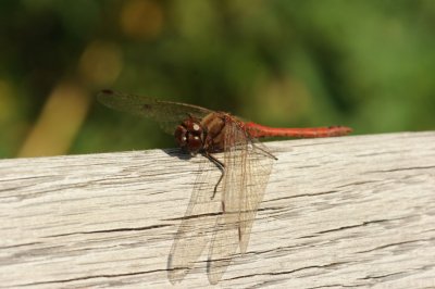 700_0216 steenrode heidelibel (Sympetrum vulgatum, Vagrant Dart).JPG