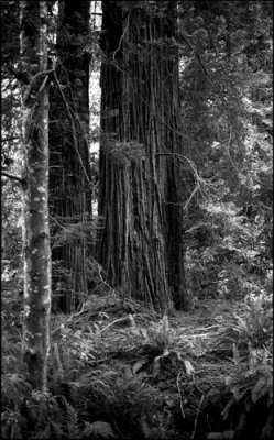 san-francisco-2012225-copie.jpg