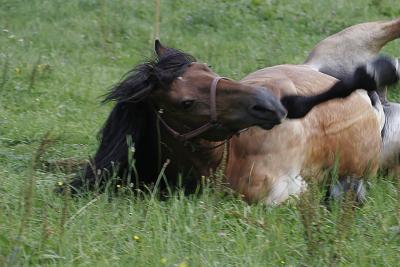 4_love_of_horses