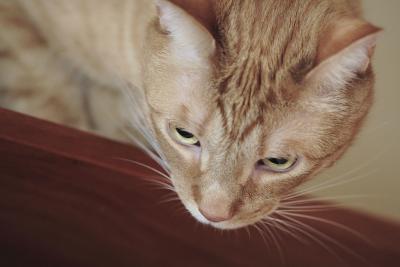 _MG_0381.JPG