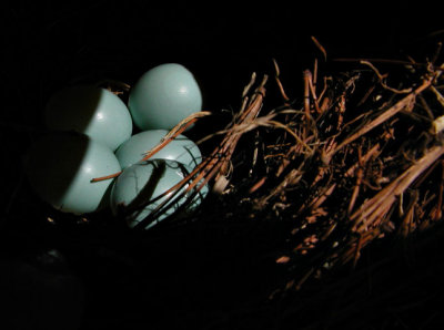 5 Bluebird eggs!