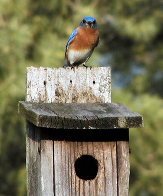 Bluebirds and Robins April 2011