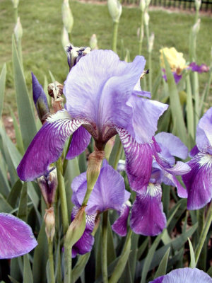 Tennessee Iris