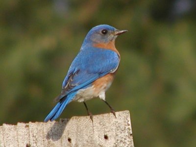 Bluebird Update #1 April 21, 2011