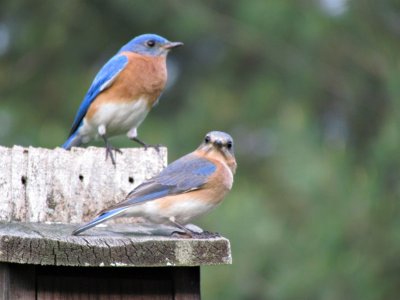 Bluebird Update #2 April 24, 2011