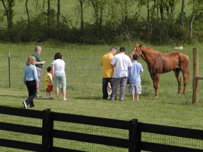 Neighbor's horse