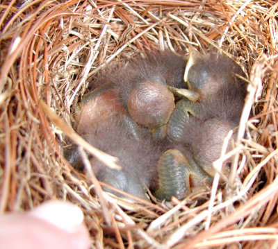Baby Bluebirds and Flowers - May 2, 2011
