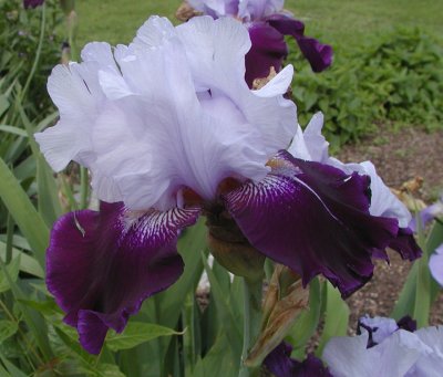 Beautiful iris
