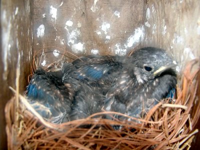 Bluebird Babies 5-10-2011