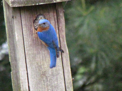 Bluebird Babies Fly the Coop 5-15-2011