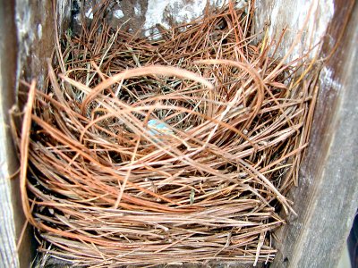 Bluebird nest with one egg