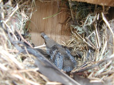 Baby sparrows