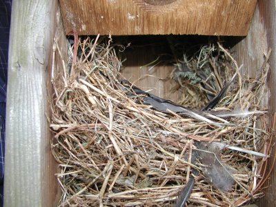Sparrow nest
