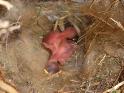 4-9-12 ANYONE KNOW IF THESE ARE CHICKADEE BABIES?