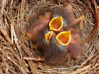 4-10-12 BLUEBIRDS - ALL 5 HATCHED