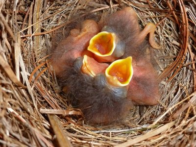 4-10-12 BLUEBIRDS ALL 5 HATCHED