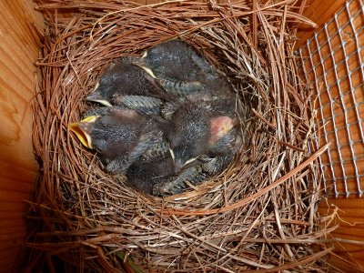 Baby bluebirds snuggled in together 4-18-12